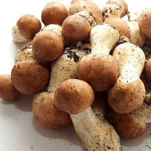 Protocolo de Micro dosificación -Hongo Champiñón del Sol / Agaricus blazei