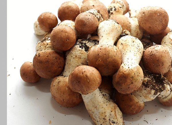 Protocolo de Micro dosificación -Hongo Champiñón del Sol / Agaricus blazei
