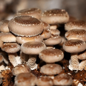 Protocolo de Micro dosificación -Hongo Shiitake/ Lentinula Edodes