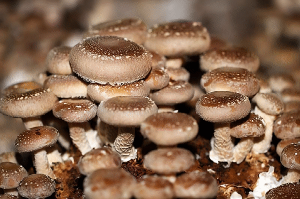Protocolo de Micro dosificación -Hongo Shiitake/ Lentinula Edodes