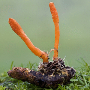 Protocolo de Micro dosificación -Hongo Oruga/Cordyceps Sinensis