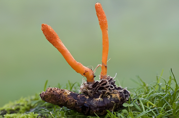 Protocolo de Micro dosificación -Hongo Oruga/Cordyceps Sinensis