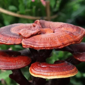 Protocolo de Micro dosificación -Hongo Reishi/Ganoderma Lucidum