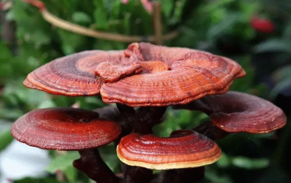 Protocolo de Micro dosificación -Hongo Reishi/Ganoderma Lucidum