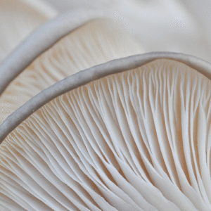 Protocolo de micro dosificación -Hongo Seta/Pleurotus Ostreatus