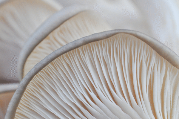 Protocolo de micro dosificación -Hongo Seta/Pleurotus Ostreatus