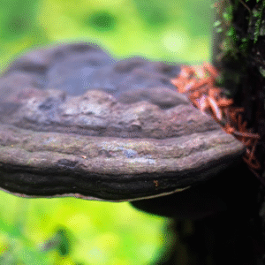 Hongo Chaga/Inonotus