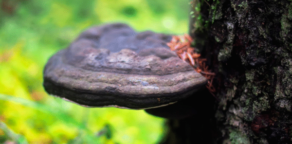 Protocolo de Micro dosificación -Hongo Chaga/Inonotus Obliquus