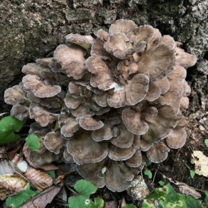 Protocolo de Micro dosificación -Hongo Maitake/Grifola Frondosa-