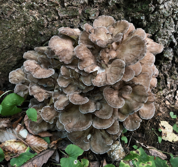 Protocolo de Micro dosificación -Hongo Maitake/Grifola Frondosa-