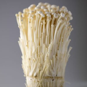 Protocolo de Microdosificacion -Hongo Melena de León/ Hericium erinaceus