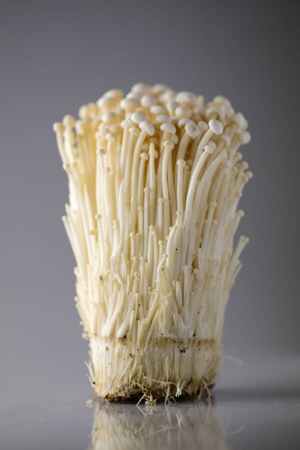 Protocolo de Microdosificacion -Hongo Melena de León/ Hericium erinaceus